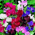 Arvejilla (Lathyrus odoratus): Cultivo, riego y cuidados Flores - Flor ...