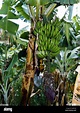 La botánica, plátano (Musa paradisiaca sapientum), plátanos, florecen ...