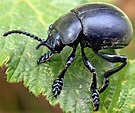 Black Beetles with Their Identifications - EatHappyProject