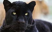 Fondos de Pantalla 3840x2400 Grandes felinos Pantera negra Jaguar ...