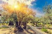 Garden of Gethsemane - Israel Travel Centre