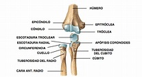 Anatomía Radiológica del Brazo - Radiología & Salud