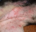Heat Rash On Dog's Belly Treatment - traitement pour marque d'acné ...