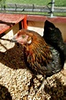 Black Star Chicken: Appearance, Temperament, Eggs & Raising Tips