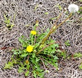 15 Different Types of Weeds That Grows In Florida Lawns - Home ...