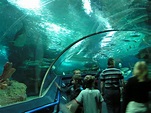 Blue Planet Aquarium Chester | Blue planet aquarium, In the zoo, Family day