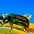 Green June Bug (Cotinis nitida) Photos | ThriftyFun