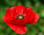 The Red 'Flanders' Poppy | Florist with Flowers