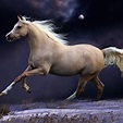 Immagini di bellissimi cavalli. 160 immagini di alta qualità gratis