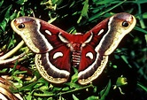 File:Cecropia moth with wings expanded.jpg - Wikimedia Commons