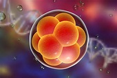 Human Embryos Developed through Early Post-Implantation Stages for ...