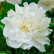 Buy Shirley Temple Peony | Breck's