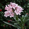 Oleander (Nerium Oleander) | Tooth Mountain Nursery