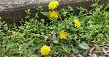10 Common Weeds and How to Control Them