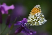 Butterfly Aurora Blossom - Free photo on Pixabay - Pixabay