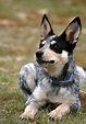 All About Blue Heelers - Photos All Recommendation