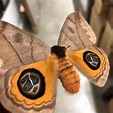 “There are many butterfly and moth species that have developed what ...
