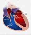 heart anatomy dog - Dogs Health Problems