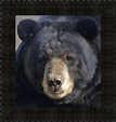 MidwestArtFrame Gentle Stare Black Bear Framed Photographic Print ...