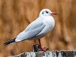 Hermosa foto de un pájaro blanco de pie sobre una valla de madera ...