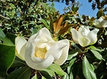 Las magnolias, grandes, blancas y fragantes, las flores que regala el ...