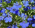Männertreu | Blaue Lobelie | Standort pflegen pflanzen vermehren düngen ...