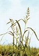Barnyard grass | Invasive Weed, Weed Control & Control Strategies ...