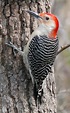 Ripples from the Dunes: Red-Bellied Woodpecker | Seehafer News