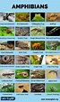 Amphibians: Amazing List of 30+ Amphibians Around the World - Love English