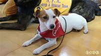 全世界最小隻搜救犬「樂樂」 超Q模樣萌翻全場 - 生活 - 自由時報電子報