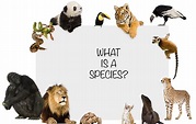 What Is A Species? - WorldAtlas