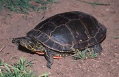 CalPhotos: Chrysemys picta bellii; Western Painted Turtle