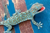 The tokay gecko is a masterclass in tail shedding - Australian Geographic