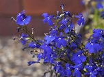 Männertreu (Lobelia erinus) » Pflege & Vermehrung - Majas Pflanzenwelt