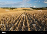 Líneas en un campo de rastrojo con paisaje arable detrás a la luz del ...