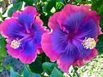 Flower Seeds Giant purple Hibiscus Exotic Coral Flowers 20 | Etsy