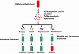 Versuch von Avery 1944 – Nachweis: die DNA ist Erbsubstanz - Meinstein