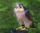 Falco peregrinus subsp brookei, Halcón peregrino, Guía de aves en Waste ...