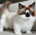 Munchkin Cat Breed Information, Images, Characteristics, Health