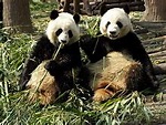 大熊猫 - 维基百科，自由的百科全书