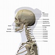 skeletal anatomy of the neck