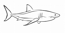 Como dibujar un tiburon blanco - Imagui