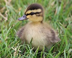 Mallard Duckling - Birds and Blooms
