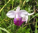 Wild Orchid : Arundina gramifolia - Bamboo Orchid... Hawaii Orchids ...