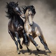 25 Horse Photography Tips in 2020 | Horses, Horse photography, Equine ...