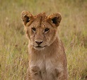 young lion 2 Free Photo Download | FreeImages