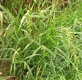 Barnyard Grass - Nuturf