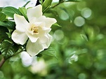 Gardênia - Características da flor, como plantar e principais cuidados