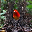 Meet The Flame Bowerbird With Colors Of Fire And An Amazing Dance ...
