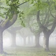 Foggy Forest - GIF animado gratis - PicMix